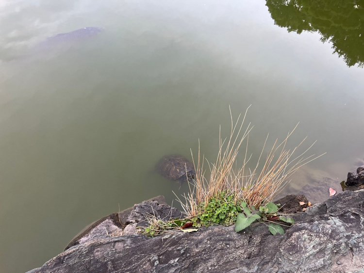 鯉や亀もいる。