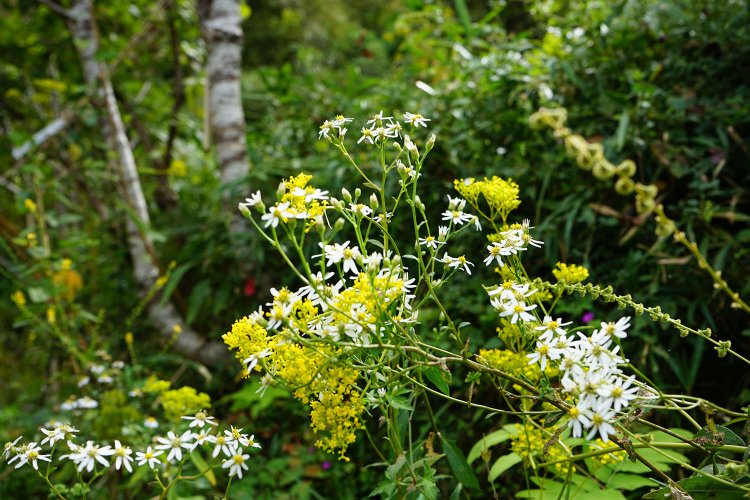 『らんまん』のおかげで植物を眺める時間が増えた。そんな人も多いはず。