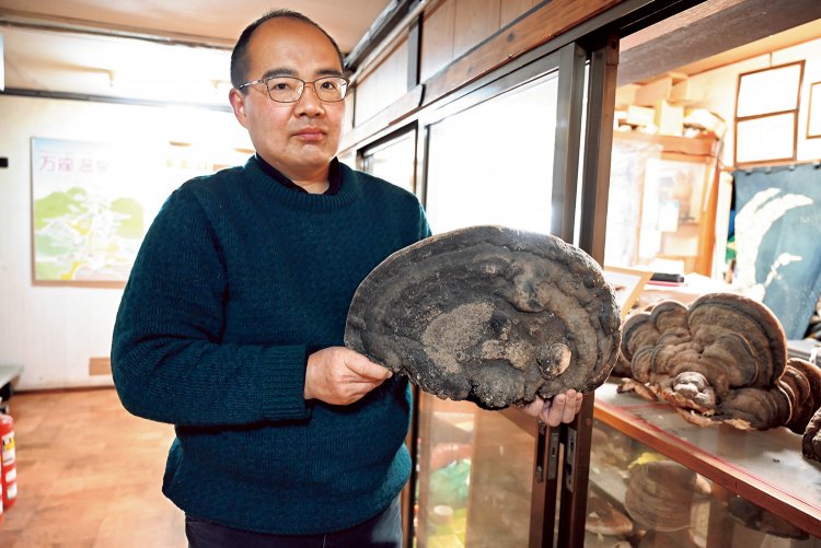 大きなものでは直径50cm。過去に収穫したお宝級のサルノコシカケが、フロントの棚に無造作に置かれている。