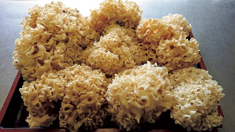 幻のキノコ・花びら茸。一日中歩いても見つからないときもある。