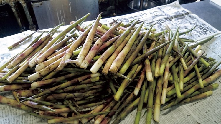 初夏には根曲がり竹も山で採ってきて、焼いたり、煮物にして夕食に。