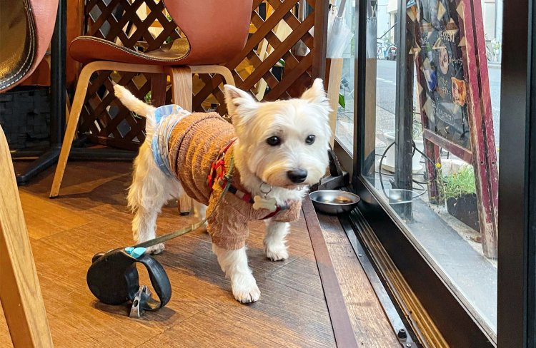 新井さんの愛犬にとん君。