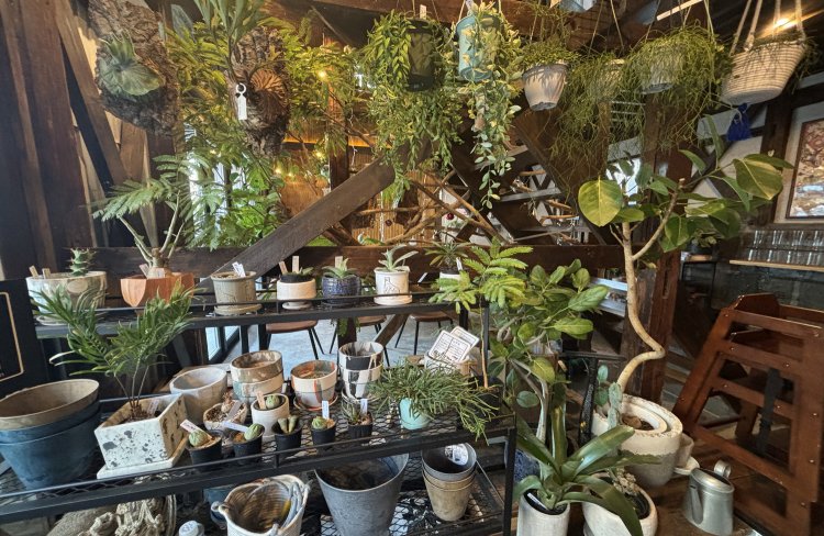 入り口には大きいものから小さいものまで観葉植物を販売中。オリジナルブレンドコーヒーの豆も購入できる。