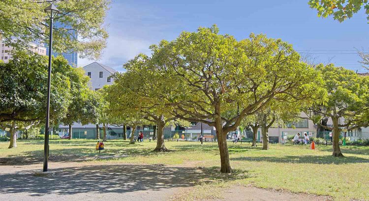 敷地が南北に分かれる青山公園。元々は旧陸軍の射撃場と引揚者住宅があった。