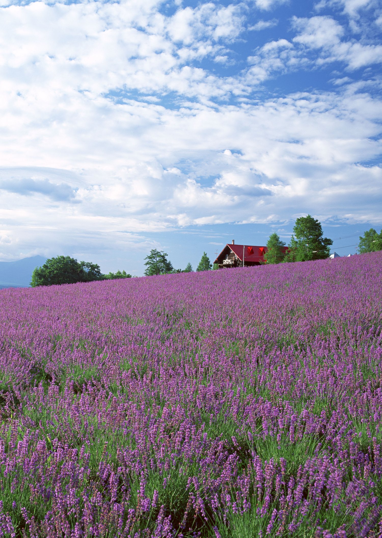 丘一面を紫色に染める、深山峠ラベンダーオーナー園のラベンダー畑。見頃は7月上～中旬。