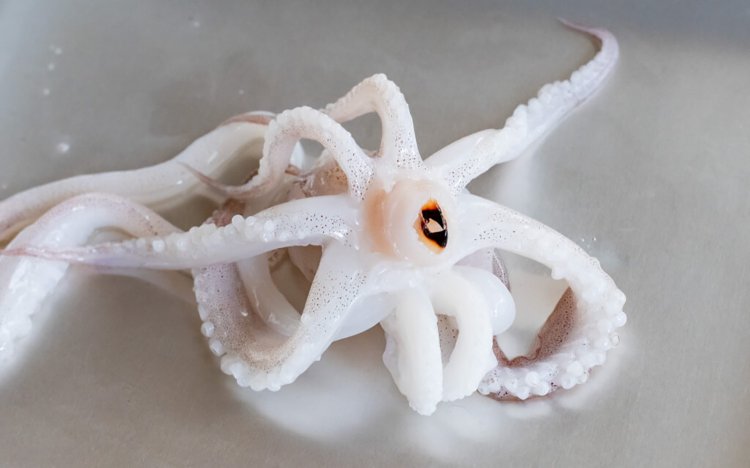 おでんのイカの調理方法