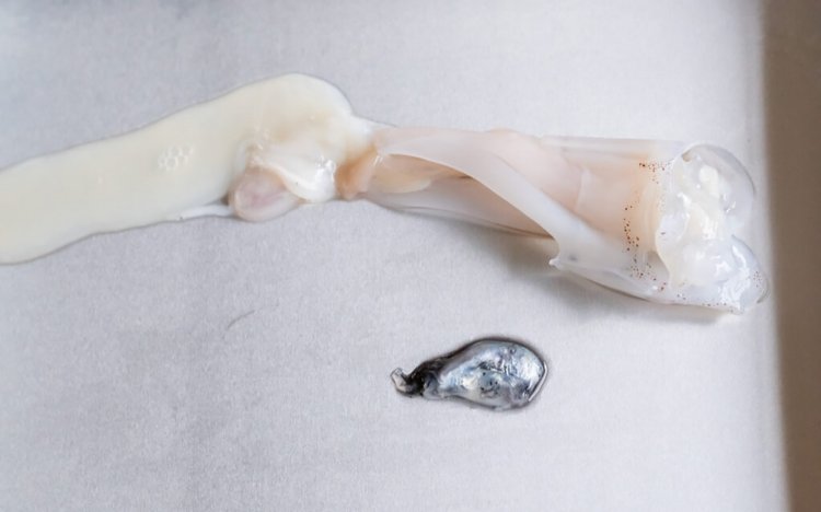 おでんのイカの調理方法