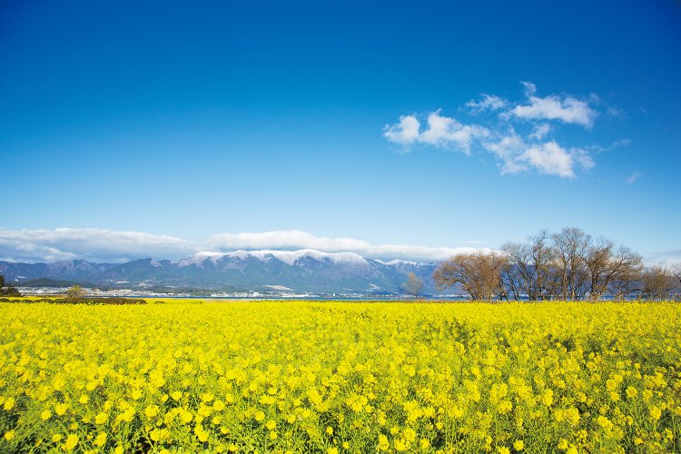 早咲きの菜の花に彩られる守山の第1なぎさ公園。