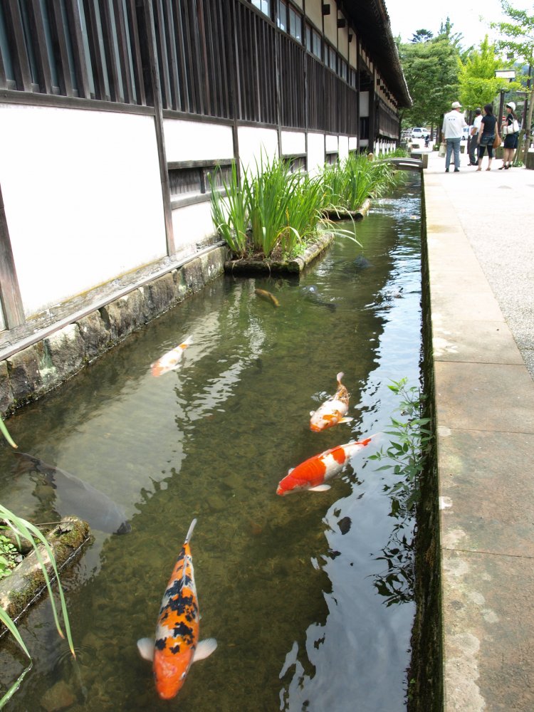 掘割には300～500匹ともいわれる鯉が悠々と泳ぐ。