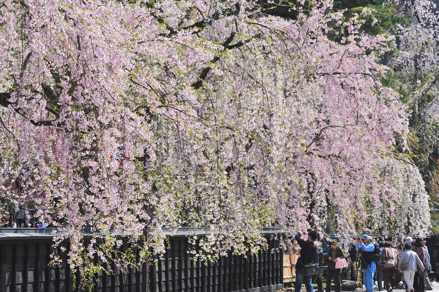 桜の名所としても名高い。風光明媚なしだれ桜と屋敷のコントラストを楽しんで。