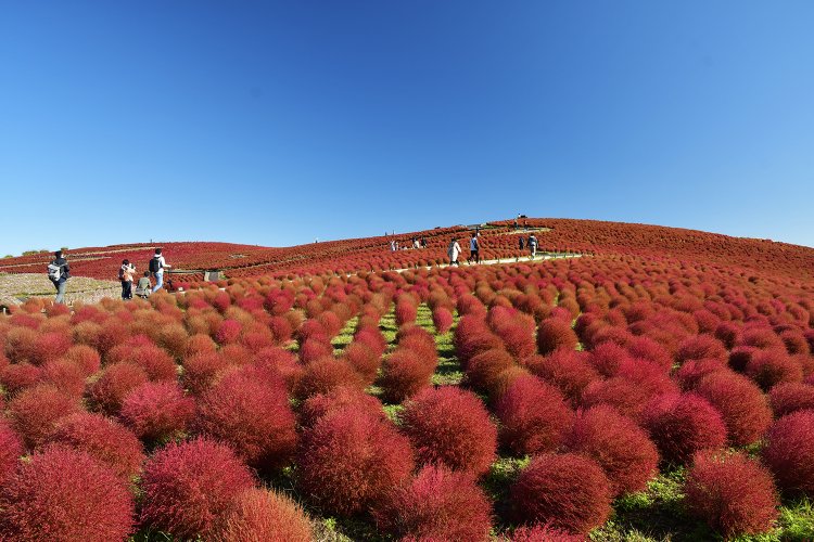 夏は緑色で10月上旬から紅葉するコキア。丸く連なる姿が愛らしい。紅葉の見頃は10月中旬。