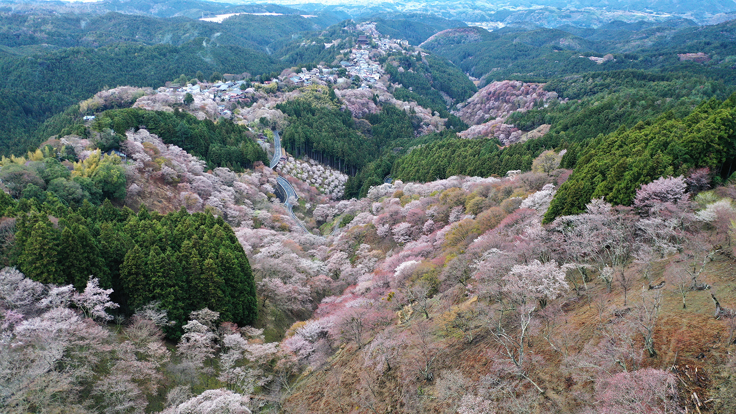中千本の金峯山寺（きんぶせんじ）蔵王堂から上千本まで、桜色の山を見晴らす花矢倉展望台。