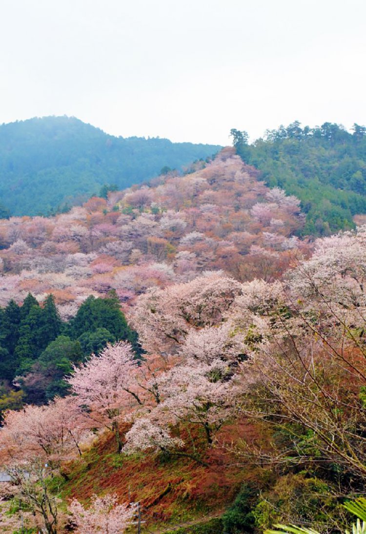 吉野山にはシロヤマザクラなど約200種が咲き誇る。写真は上千本。
