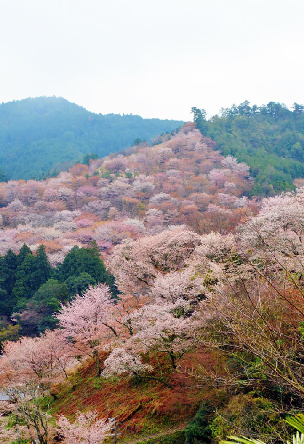 吉野山にはシロヤマザクラなど約200種が咲き誇る。写真は上千本。