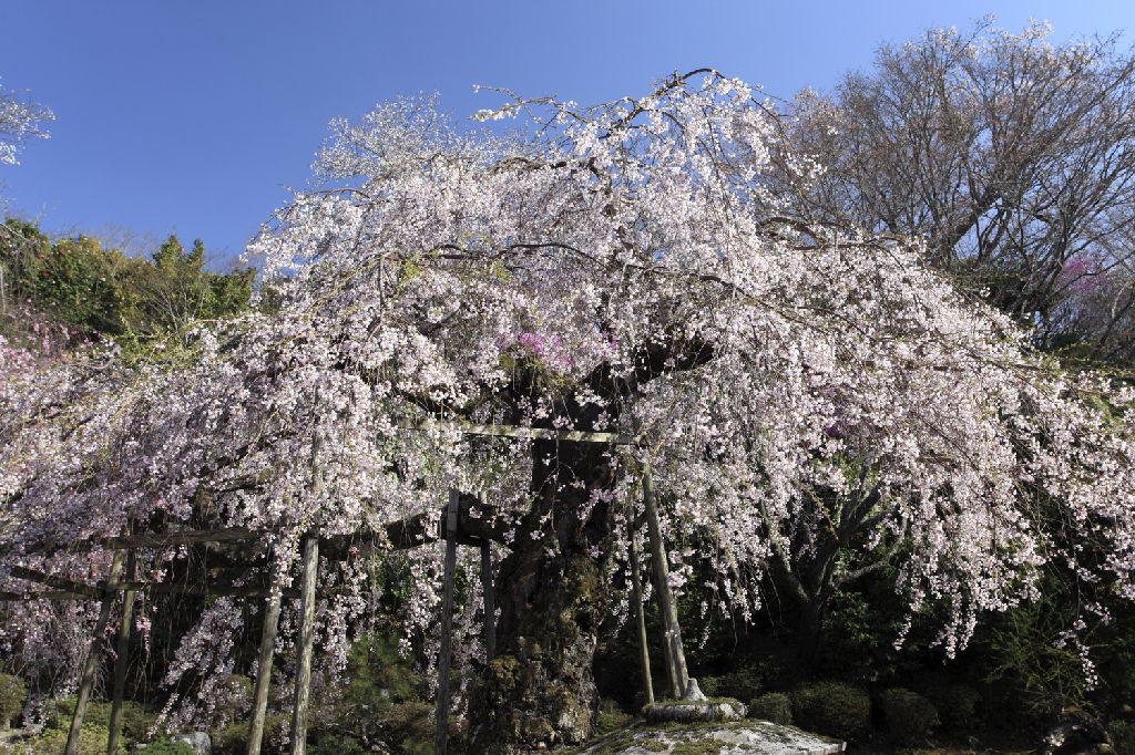 吉野山内では最も古木と伝わる竹林院群芳園の天人桜。