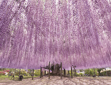 樹齢約160年の大藤棚。広さ1000㎡の“紫のカーテン”だ。