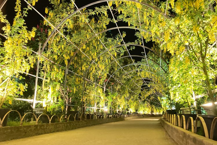 日本では珍しいきばな藤。