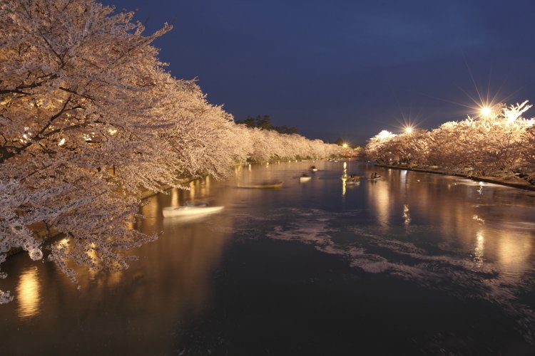 幻想的な桜のトンネルが続き、花筏が浮かぶ西濠（写真＝弘前公園総合情報サイト）。