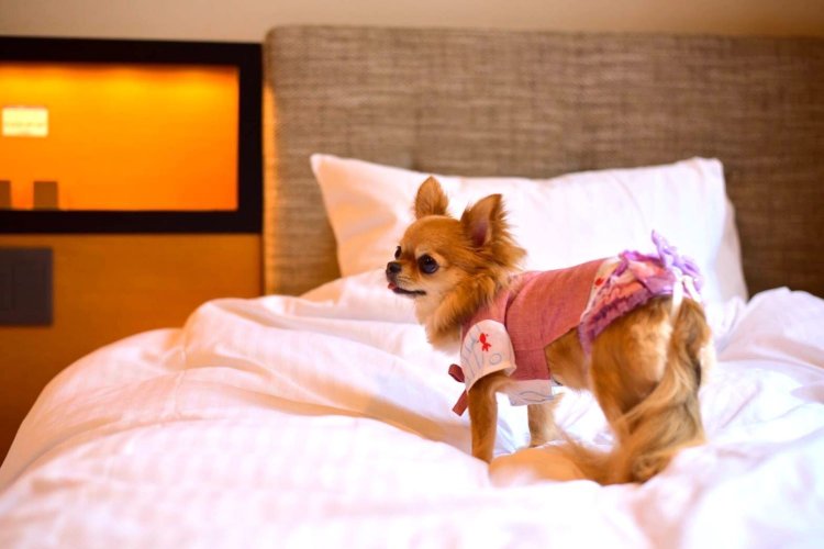 客室にはワンちゃん用のベッドや設備があるわけではなく、もちろんワンちゃん不在の宿泊もOK。（写真＝イチホテル浅草橋提供）