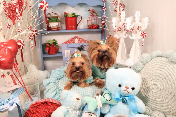 きょうだいに見えるくらいそっくりなワンちゃんたち。里親募集で偶然同じママに巡り会えたという。