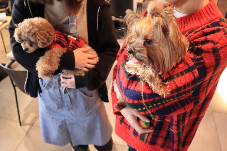 スタッフや他のパパ・ママに抱っこされているワンちゃん。