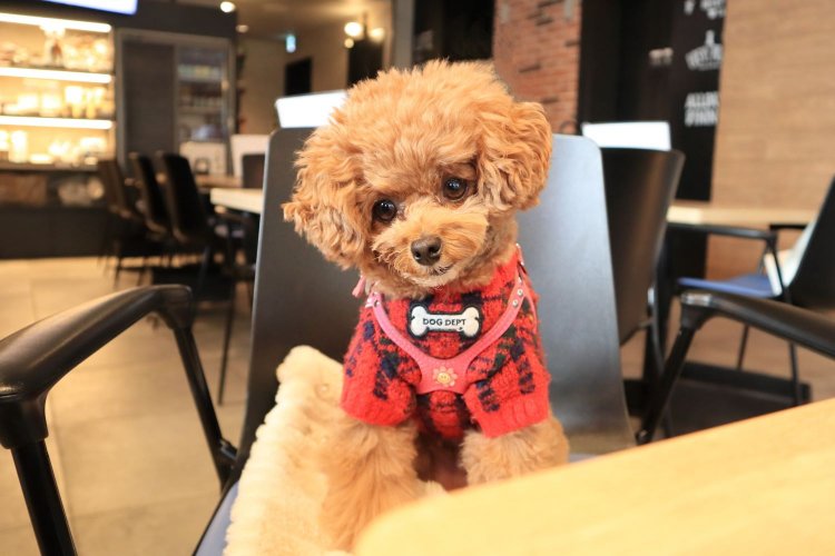 写真のモデルをお願いしたところ、カメラ目線をもらえた。