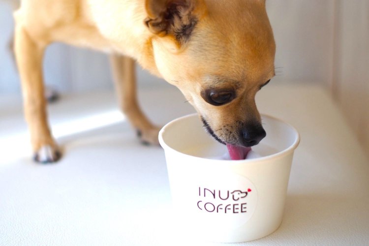 山羊のミルクをベースにしたイヌチーノ（写真＝イチホテル浅草橋提供）。