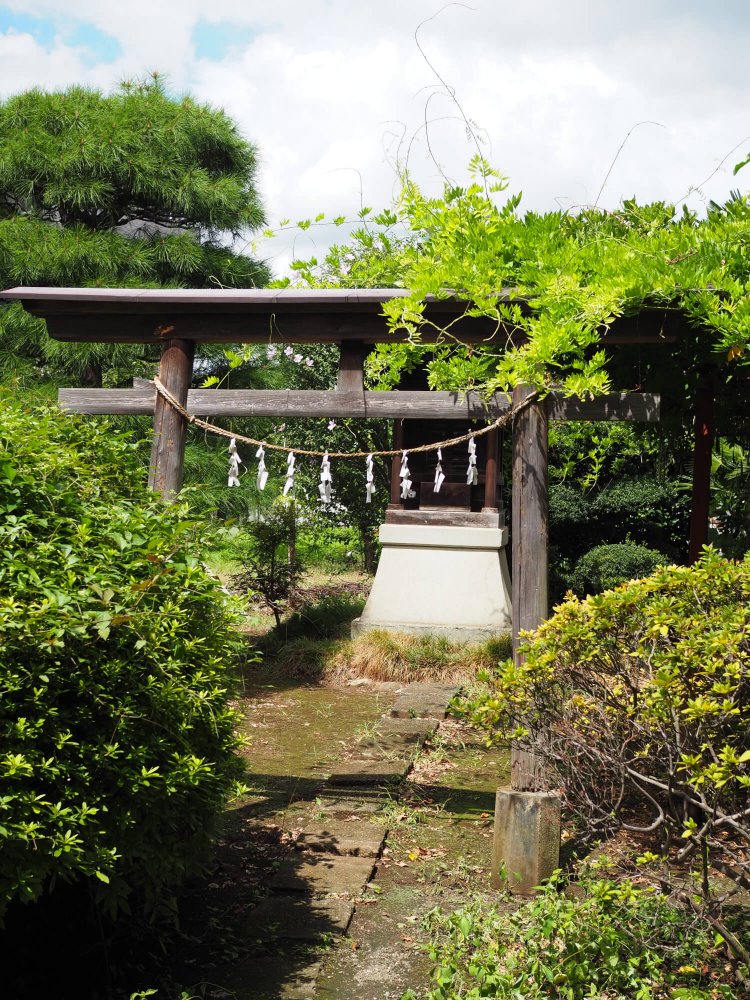 杉の木があった大六天神社。現在は柿の木と松が生い茂っている。