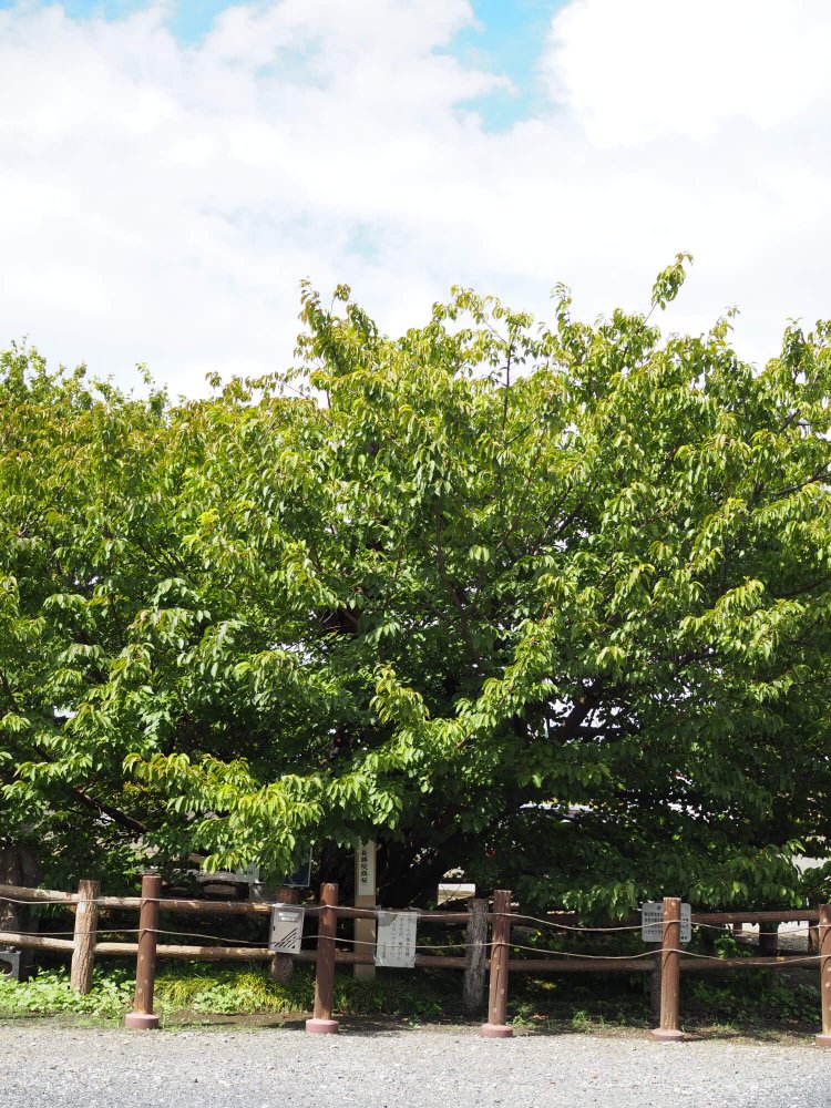 長勝院は鎌倉時代創建の寺院。現在は桜の木（旗桜）のみが残る。
