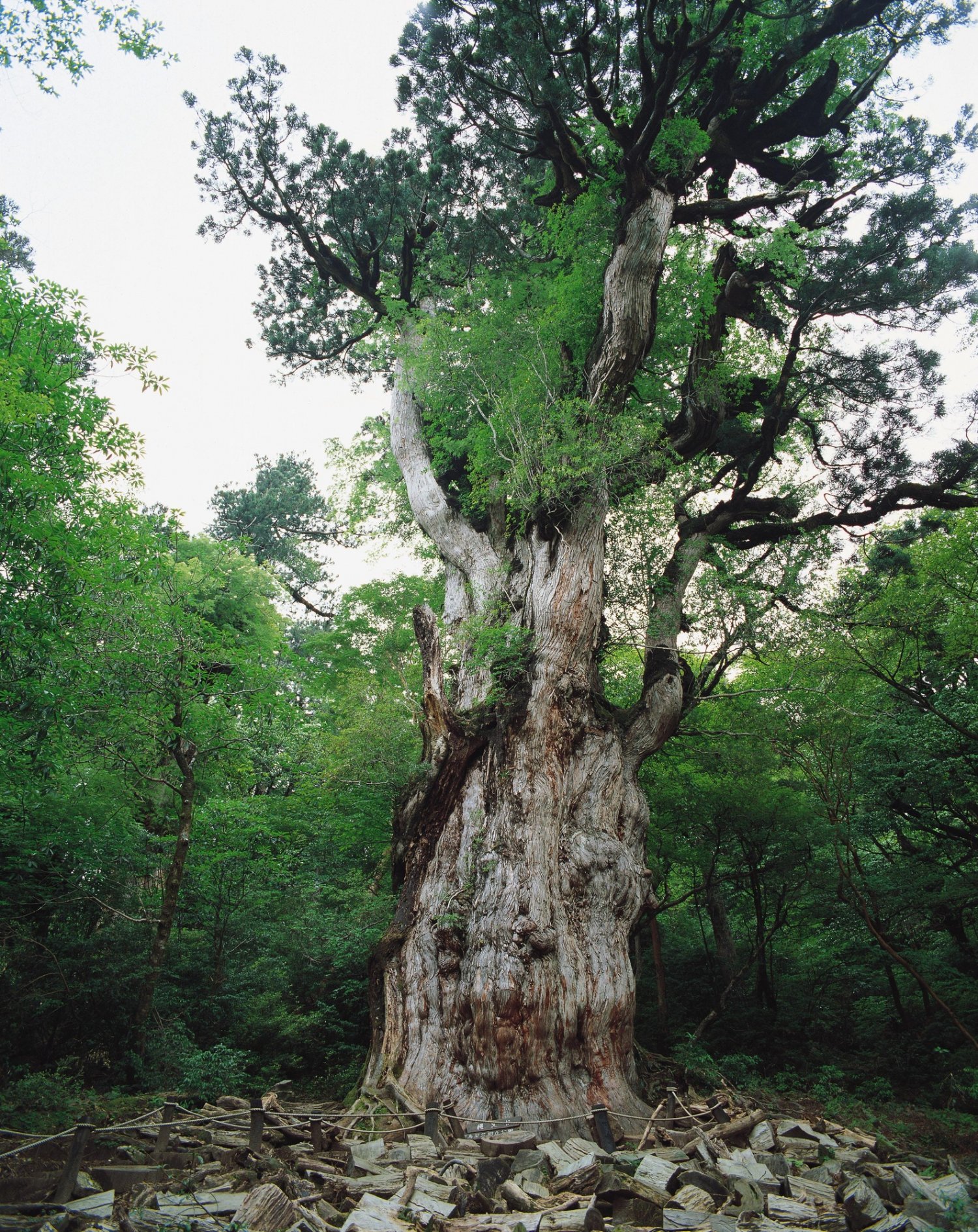 推定樹齢2170~7200年の縄文杉。圧倒的な存在感を放つ。※縄文杉は自然環境保護のため写真のとおりの姿は見られません。（写真／鹿児島県観光連盟）