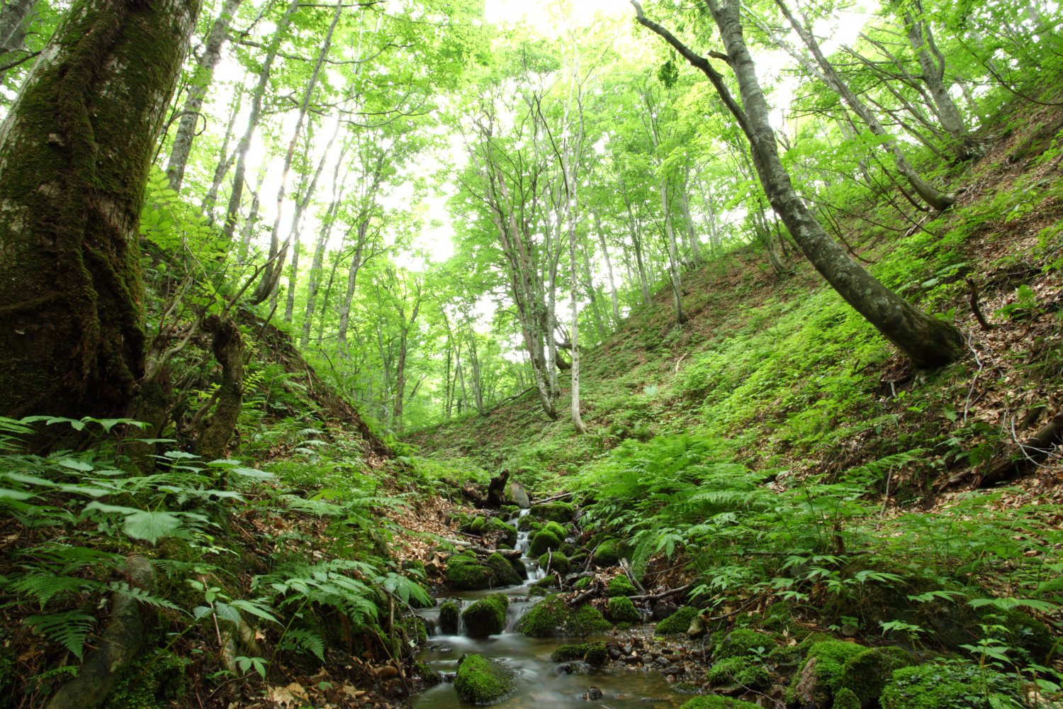 ブナ林は1993年に、屋久島とともに日本で最初の世界自然遺産に登録された。