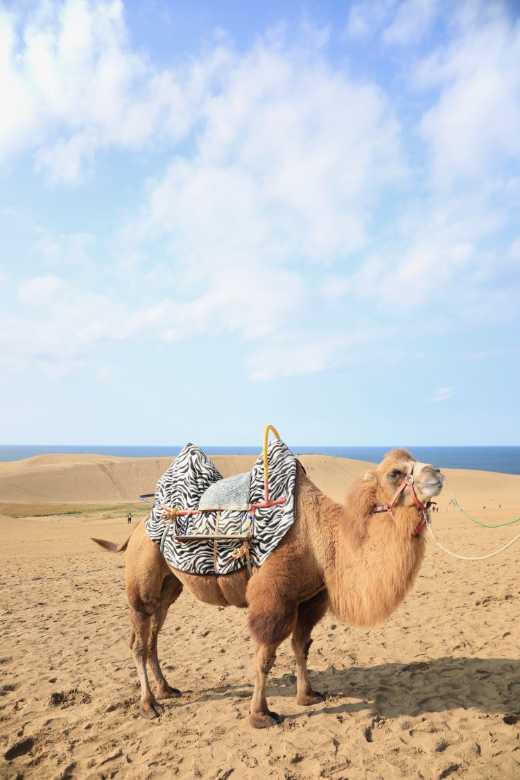 ラクダのライド体験や記念撮影を楽しもう（写真＝鳥取県）。