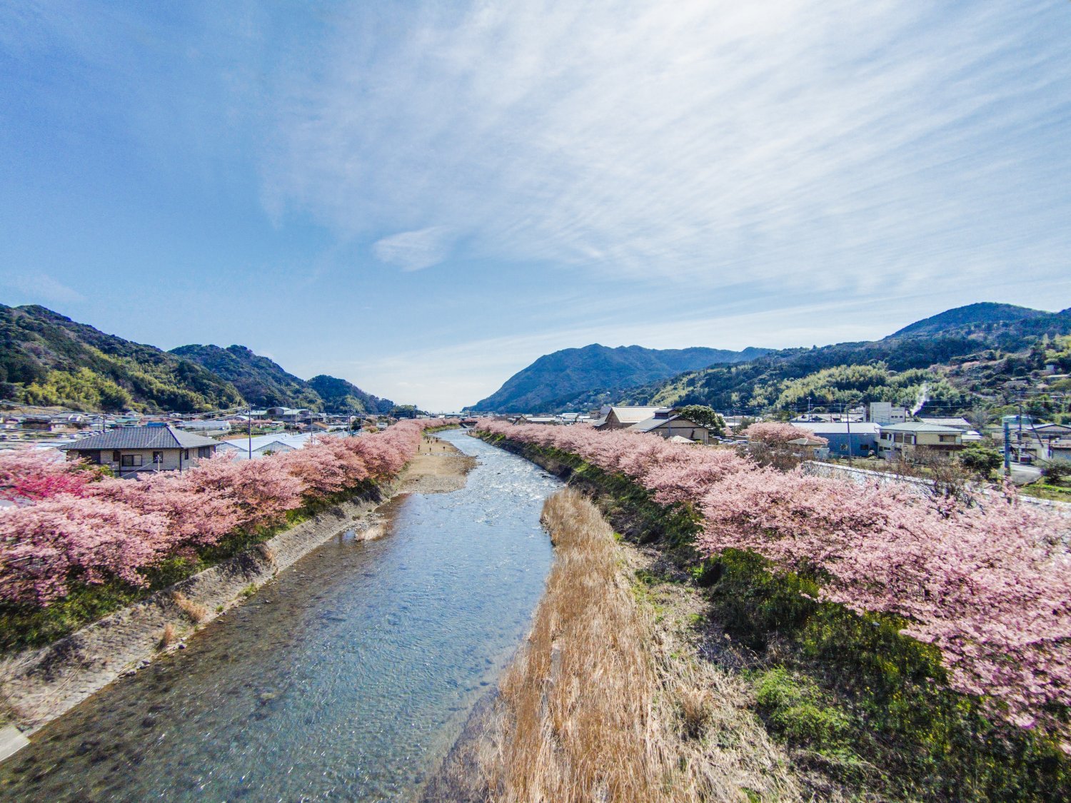 河津川沿いには約850本の桜が咲き誇る。（写真／静岡県観光協会）