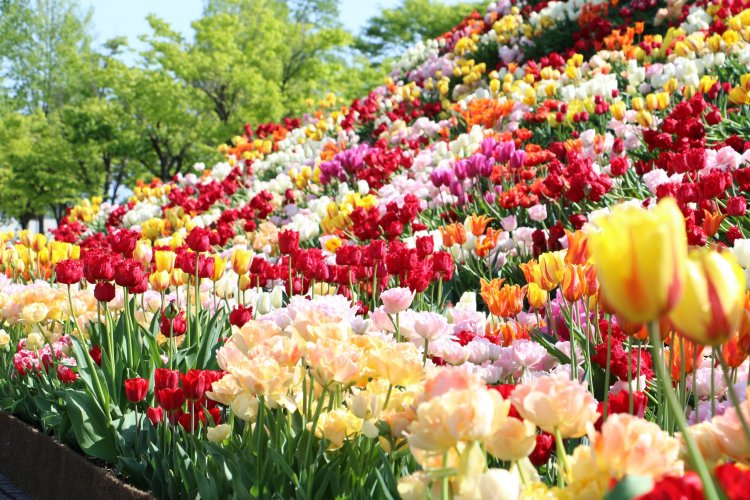 300品種、300万本のチューリップが咲き誇る様子は圧巻だ。（写真／砺波市）