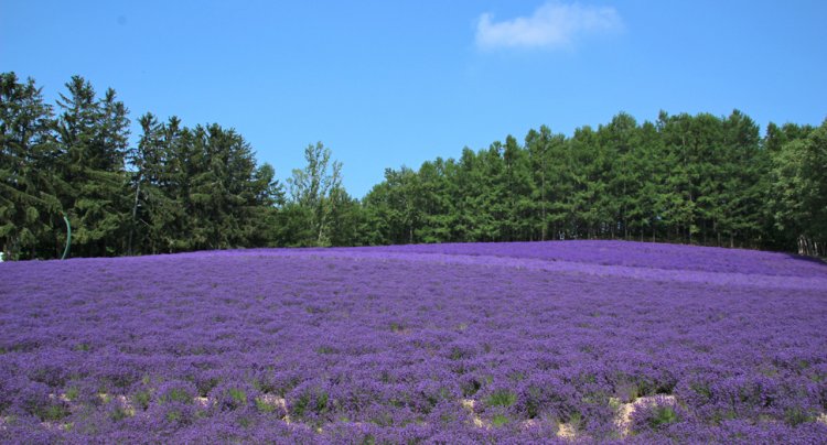 見頃は7月中～下旬。一面の紫色のグラデーションが見事。（写真／ファーム富田）