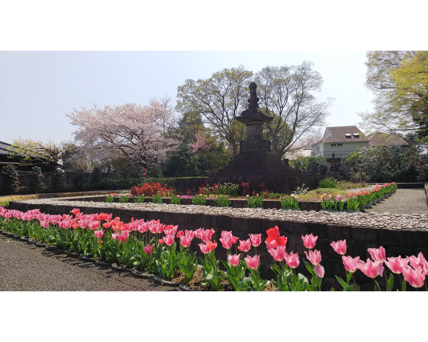 万両塚の周りの落ち葉を還した土で、池上本門寺のボーイスカウトの子供たちと一緒に毎年チューリップを育てているのだそう。4月の花まつりの時期に見頃を迎え、桜とともに楽しめる。
