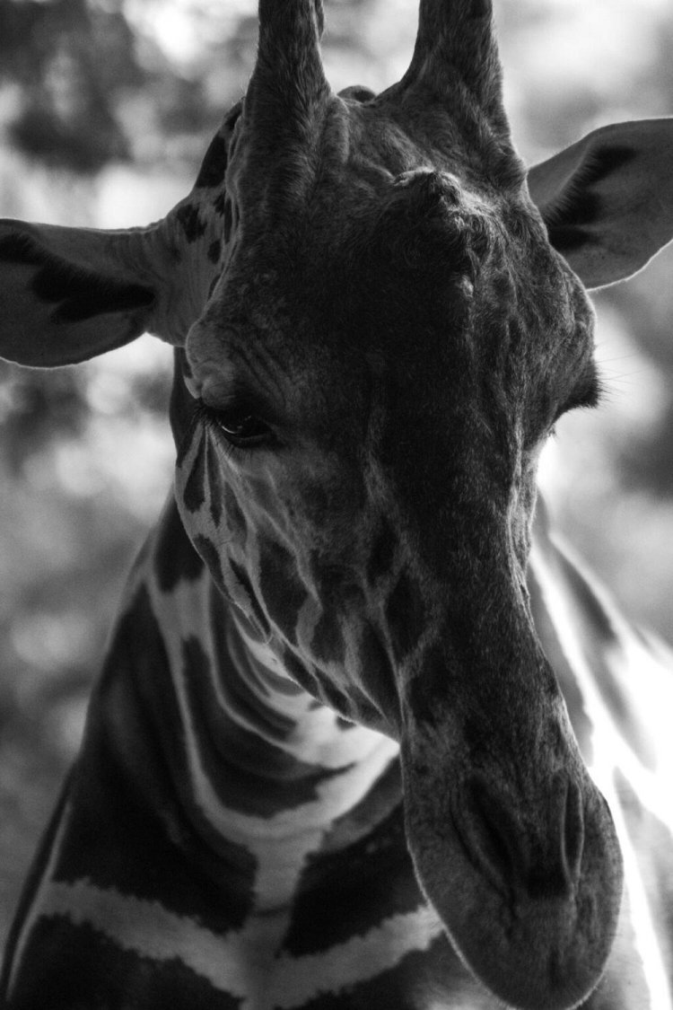 広いサバンナゾーンを練り歩いていたキリンさん。着いたらちょうどご飯タイムだったので、しっかり近くで撮れました。まつ毛のバサバサ感が美しくてご満悦。