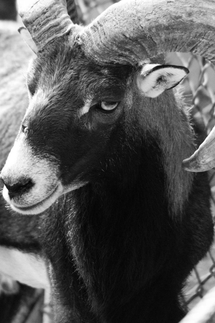 ニヒルな笑みがかわいい。何か企んでそうだ。