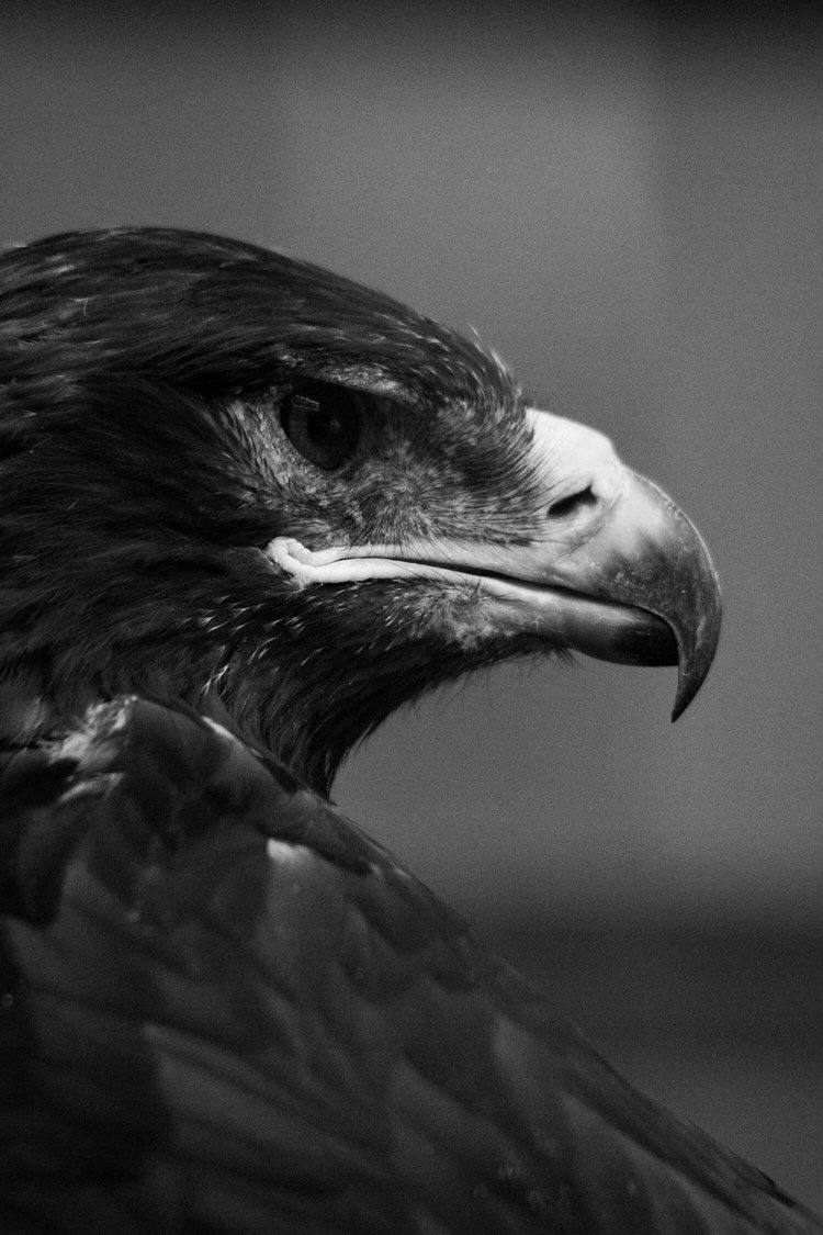 猛禽類は動物によっては結構広い柵の中にいるので、タイミングによっては上手く撮れない……油断していると急に近づいてきてくれてイケメン顔を披露してくれます。眼福。