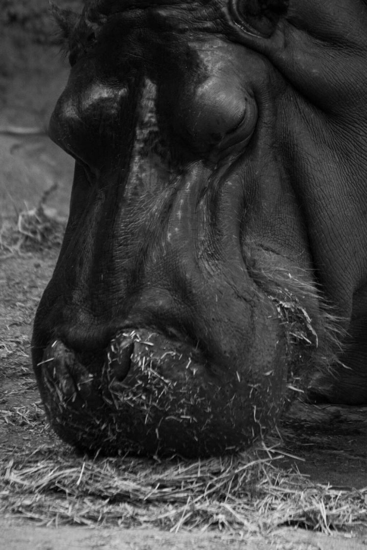 毎回行くたびに水の中に沈んでて出会えてなかったカバさん。人だかりが出来てて覗いてみたらなんと陸に上がってくれていた。ありがとう！