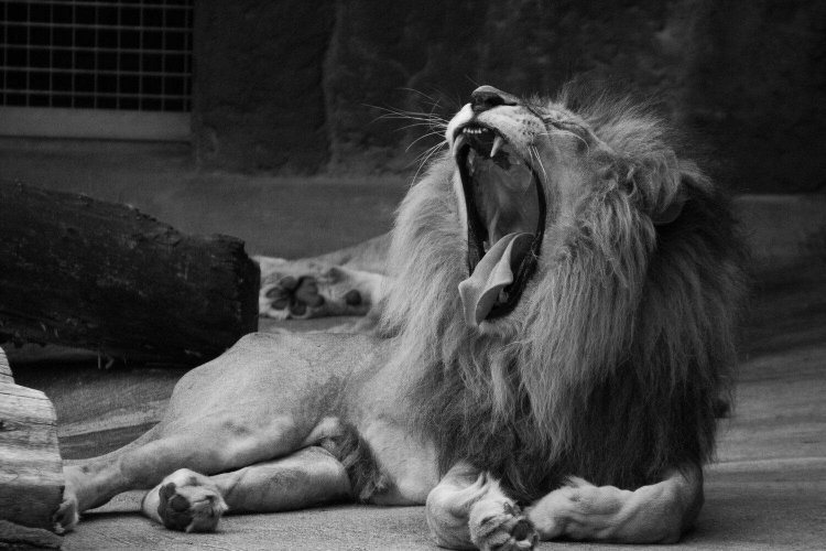 口の周りの黒い縁取りがかわいい……。