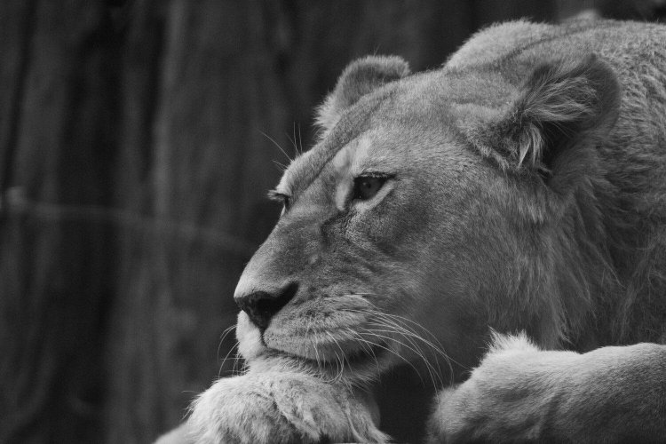 たそがれるメスライオンさん。すぐ近くでゴロゴロしてくれて、サービス精神強め。