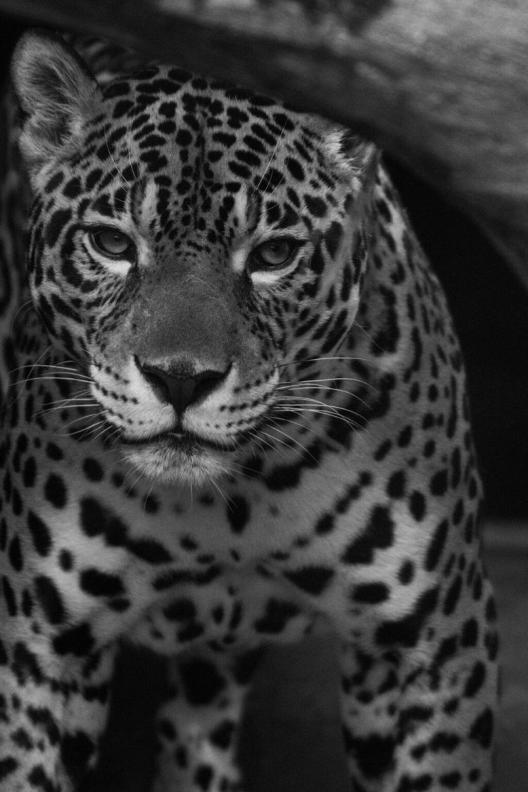 ず〜っと2つの部屋をぐるぐる移動しまくっていたヒョウさん。待ち伏せしつつMFで撮影。20分くらいひたすら撮りまくっていたら急に止まってくれたのでこれでもかと撮りまくった……。