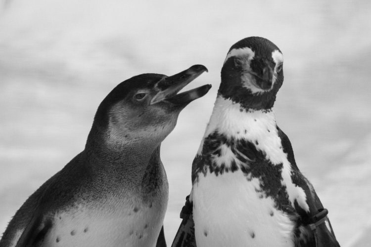 【camell】モノクロ写真のススメ。