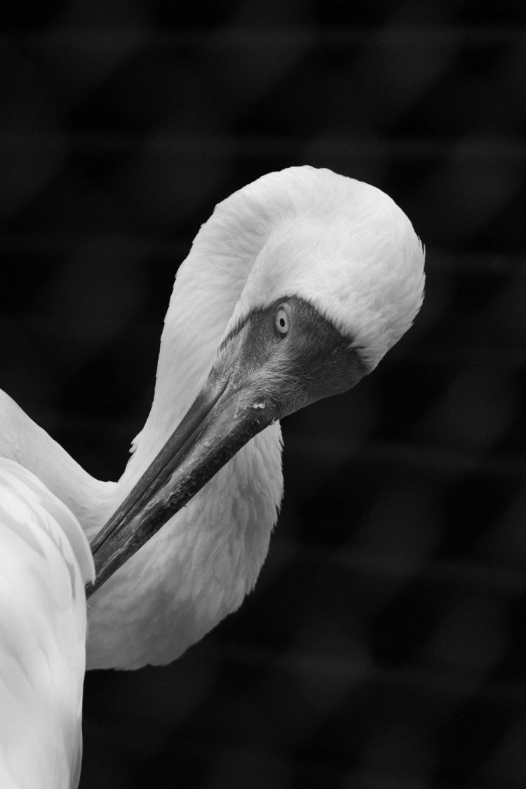 背景が暗めだったので、羽の白さが際立ってお気に入りの一枚。