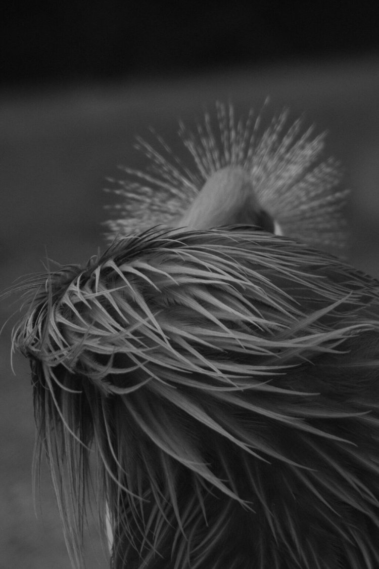 鳥類の羽は芸術作品みたいでついつい何度もシャッターを切ってしまう。