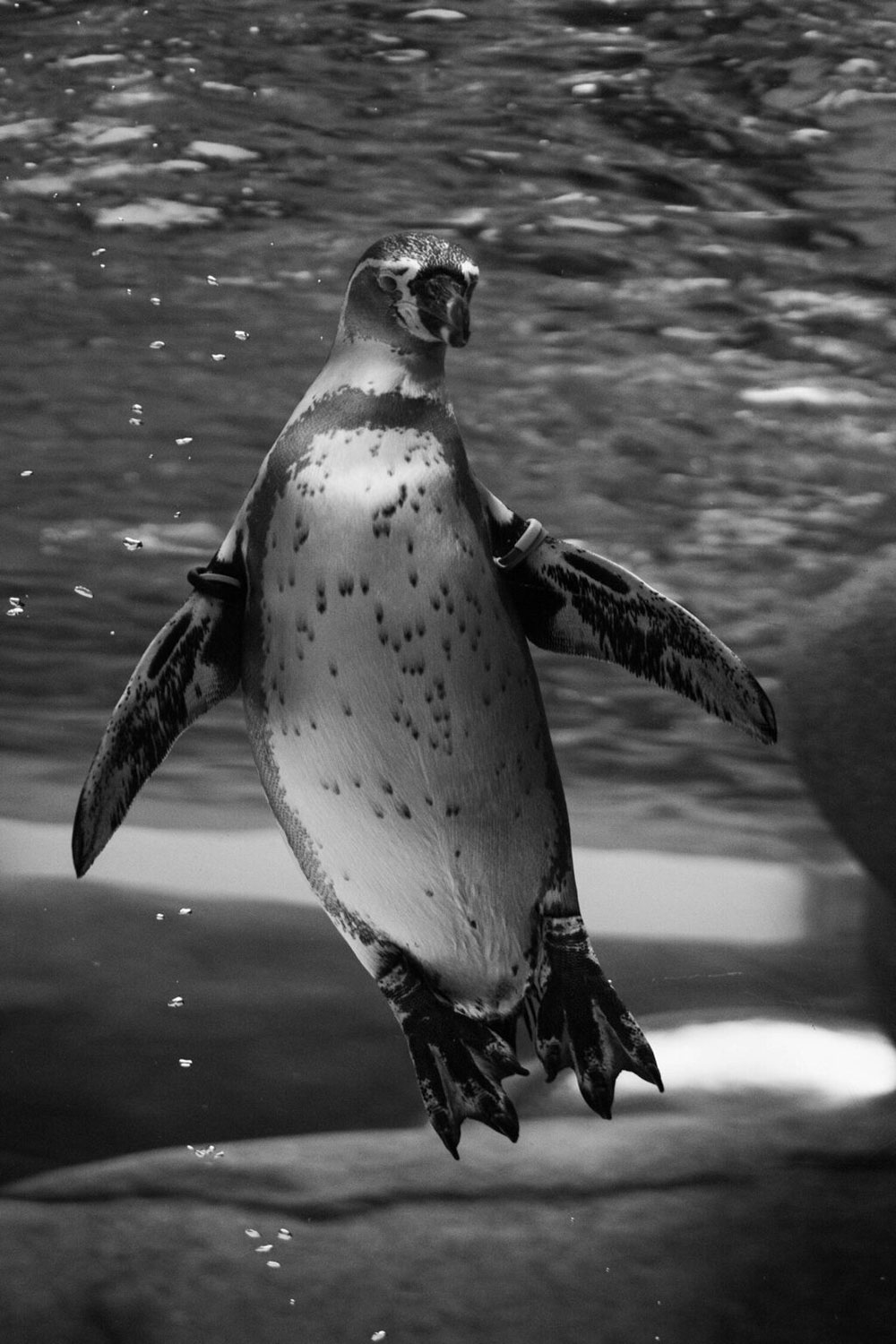 新しくできたペンギンの水槽は、まるで空を飛んでいるみたいなペンギンに会える。