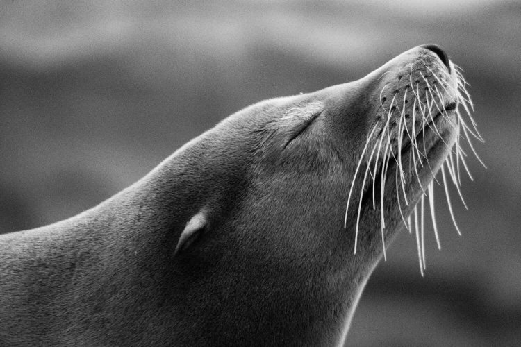 めちゃくちゃお気に入りなアシカの黄昏中。他の子は元気に泳ぎ回っていたのにマイペースで幸せそうな笑顔に思わず笑みが溢れました。