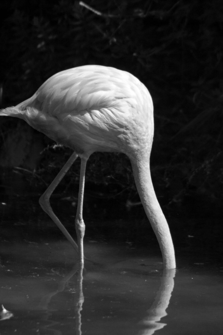 フラミンゴ周りは細かい網で覆われていたのでMFで撮影。綺麗な曲線が水面に写って続いていくのがちょっと面白い。