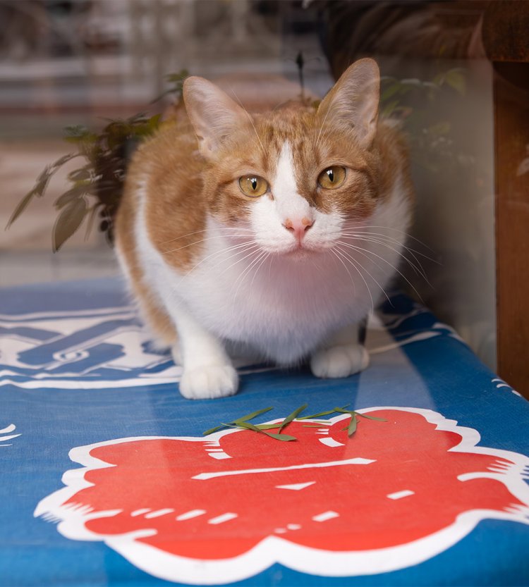 【散歩の達人】蔵前さんぽ